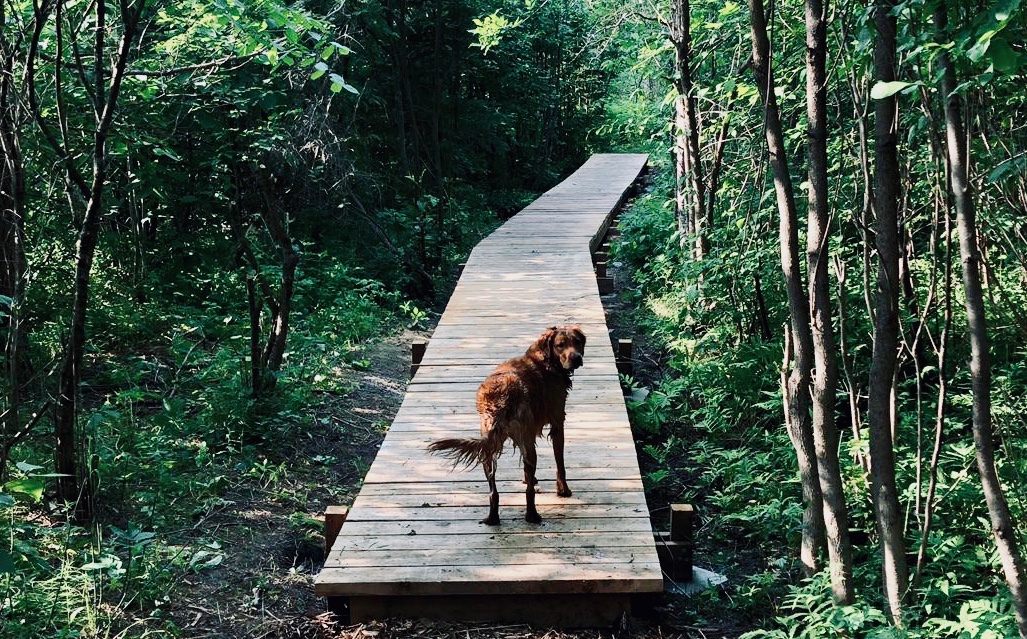 Sentier boisé sur passerelle avec un chien